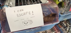 Community volunteering: O&F escaping hedgehog